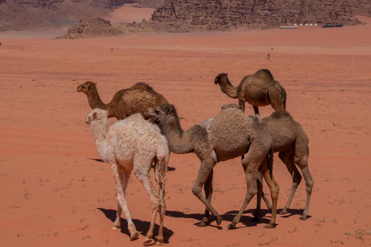 Hotel Wadirum Sunset Camp Wadi Rum Esterno foto